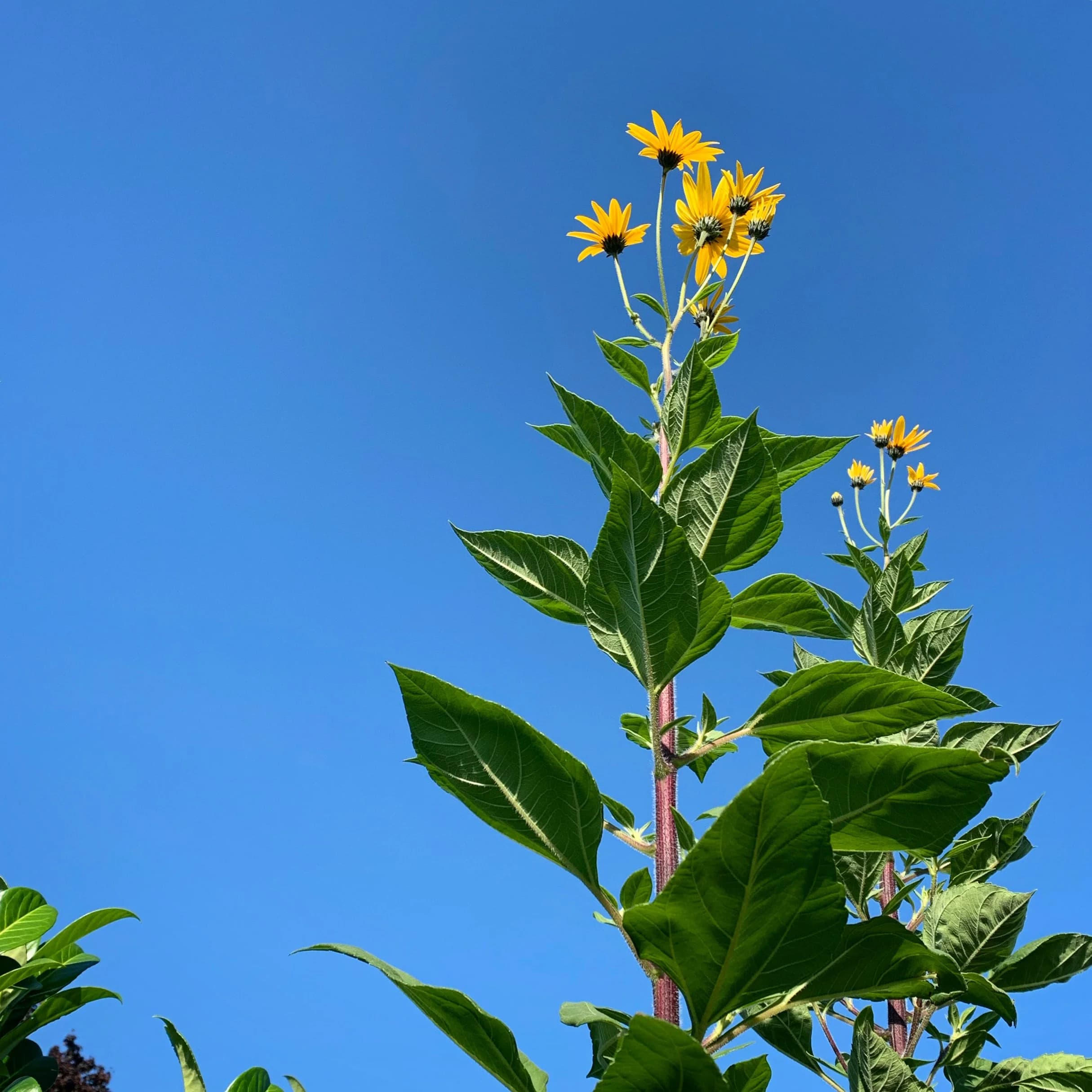 A tall perennial sunflower in bloom, photographed from below against a clear blue sky.