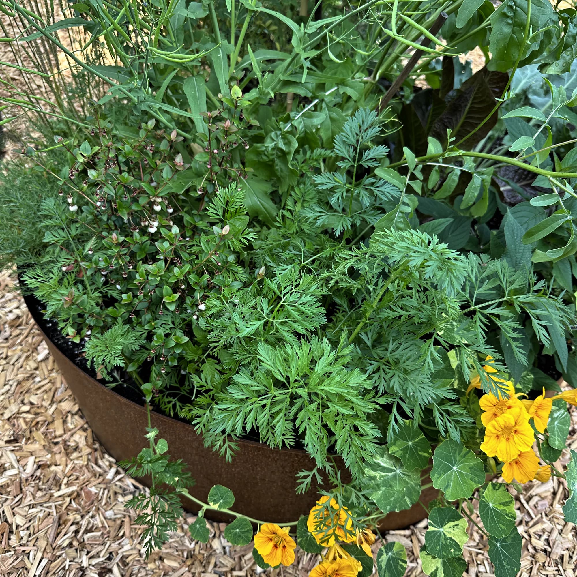 A weathered steel bowl planter of carrot-top foliage and a low evergreen in white bud, with trailing orange nasturtium spilling over the rim onto bark mulch.