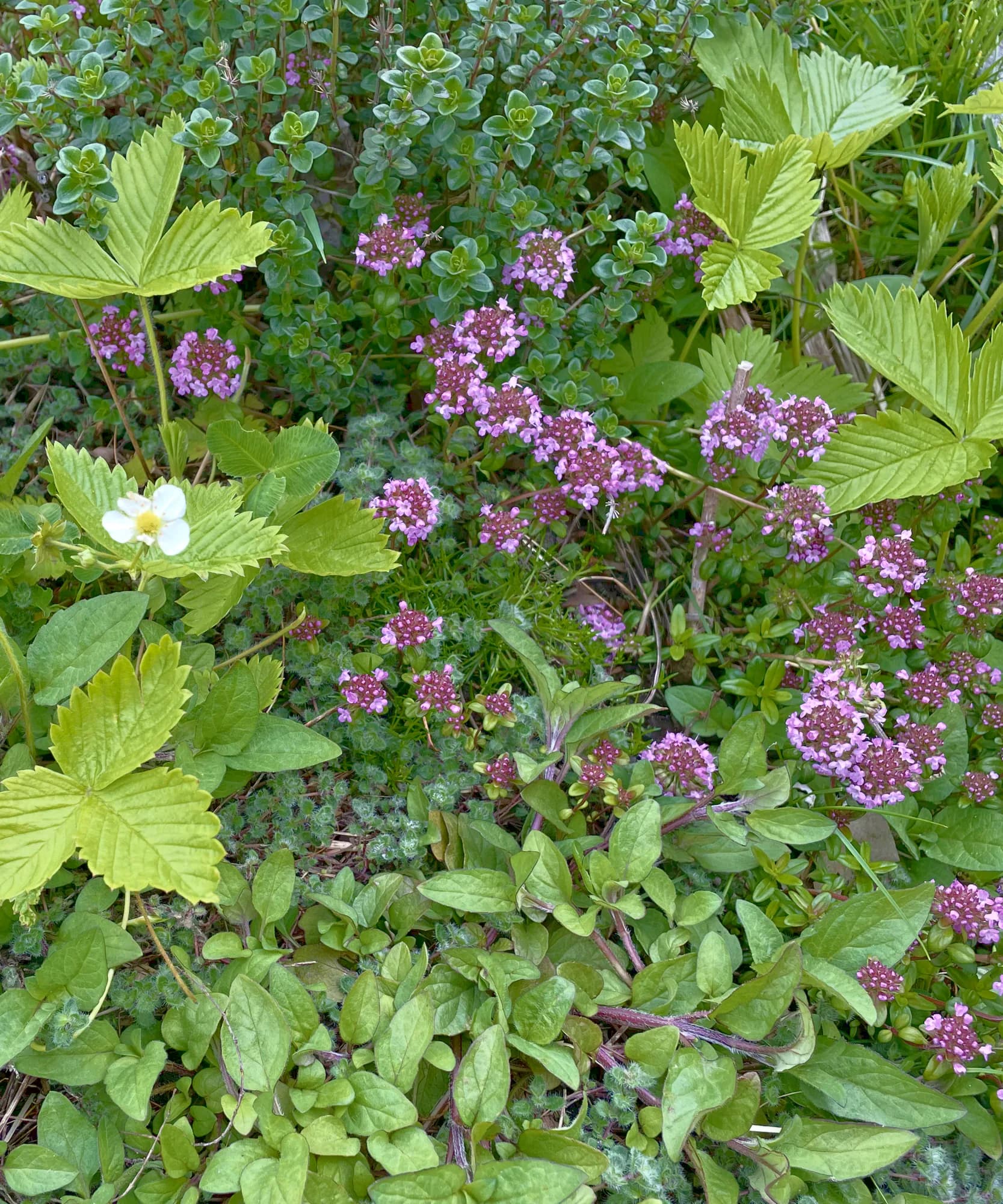 A dense groundcover tapestry of creeping thyme and oregano in pink flower, wild strawberry in leaf and bloom, and silver woolly thyme.