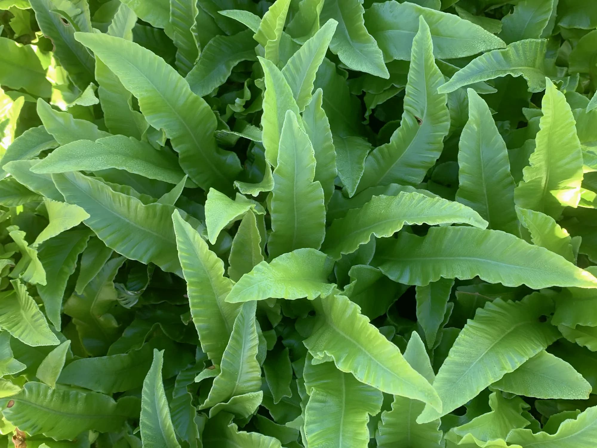 A dense colony of hart's tongue fern, its strap-shaped fronds overlapping in bright green.