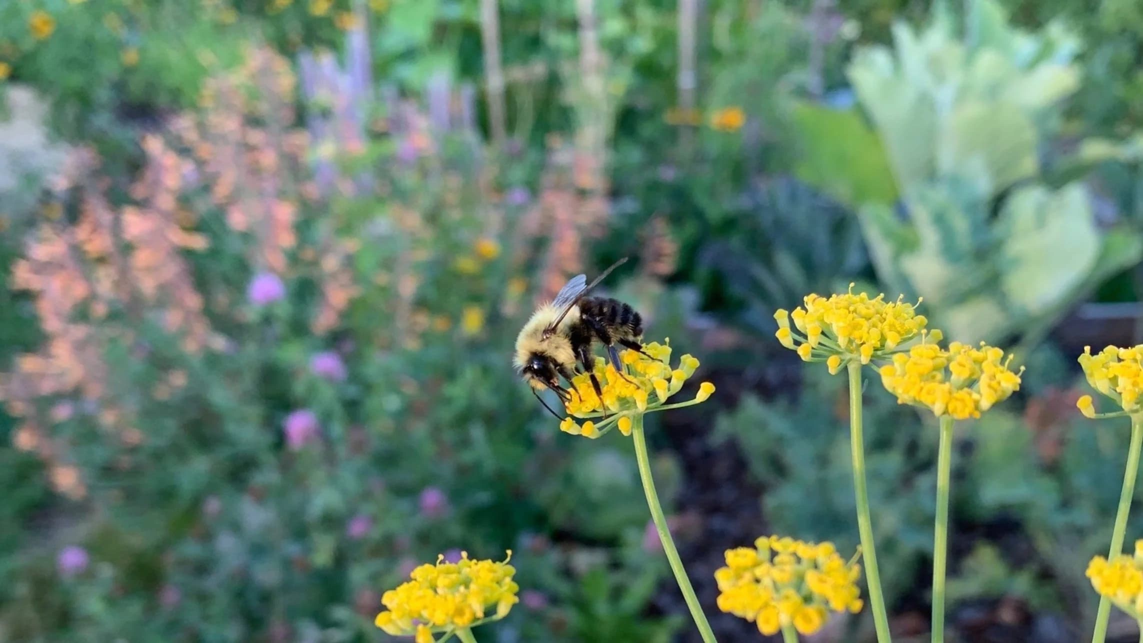 A bumblebee resting on a bronze fennel flower head, with a soft-focus perennial border behind it.
