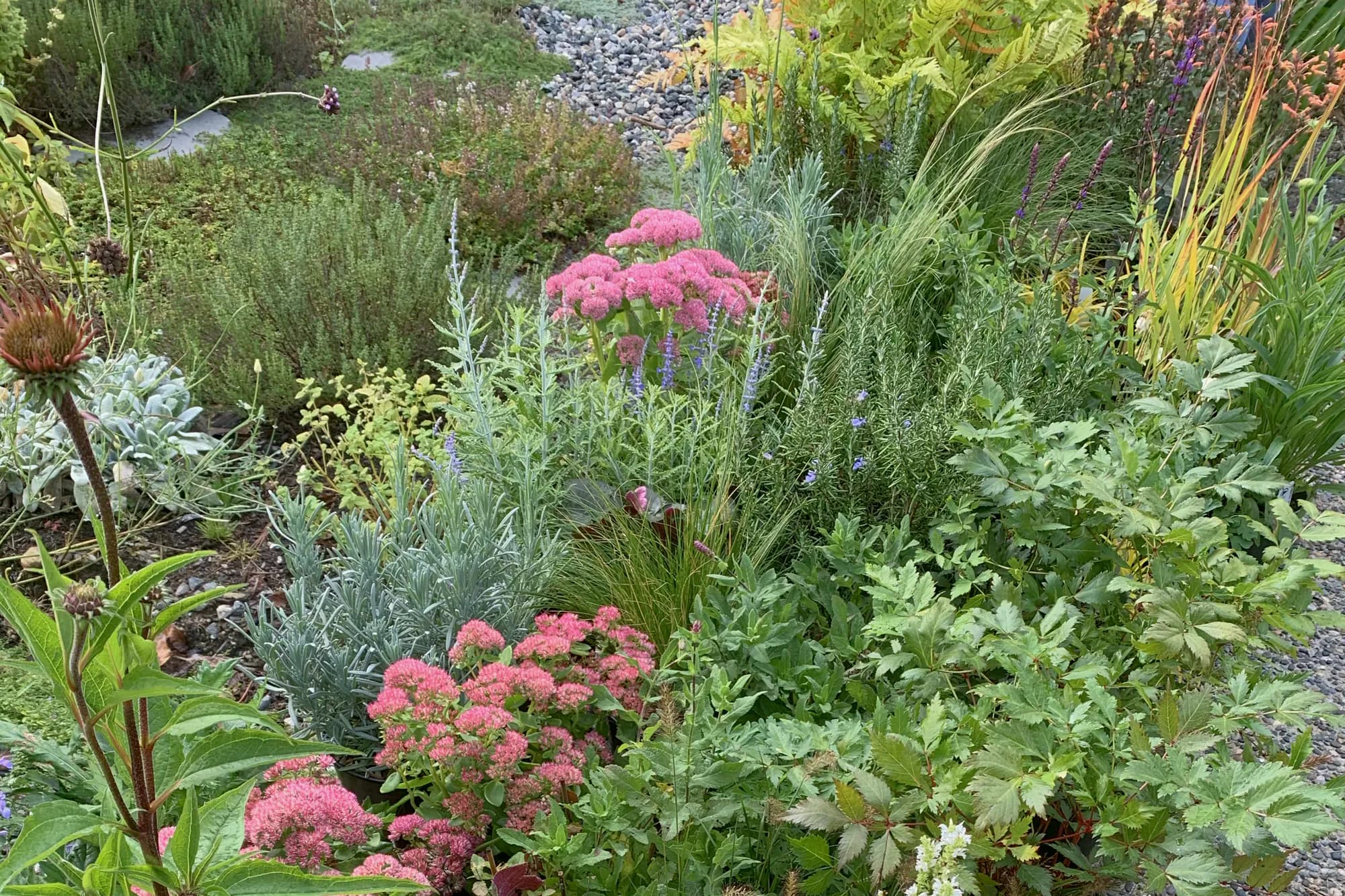 A mixed border of sedum in flower, lavender, rosemary and ornamental grasses running alongside a pebbled path.
