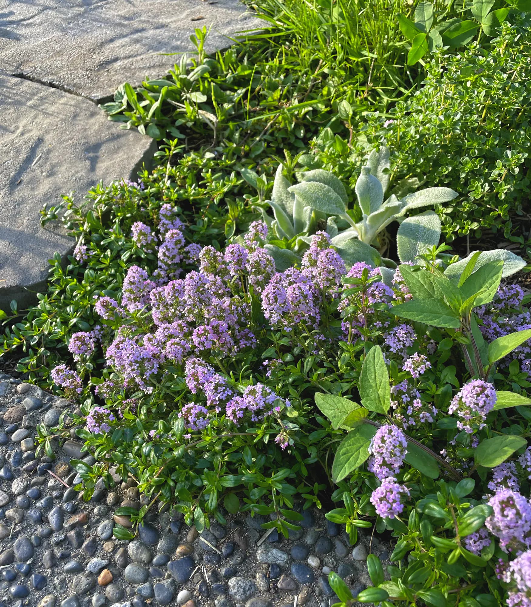 Creeping thyme in mauve flower spilling over the edge of a stone slab path, with lamb's ear and selfheal behind it and pebble aggregate in front.