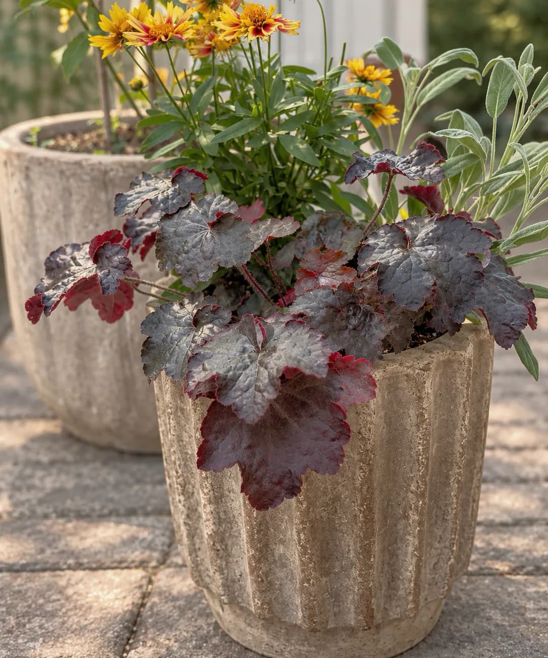 A fluted stone container planted with deep burgundy heuchera, coreopsis, and silver sage, standing on paving beside a second, larger pot.