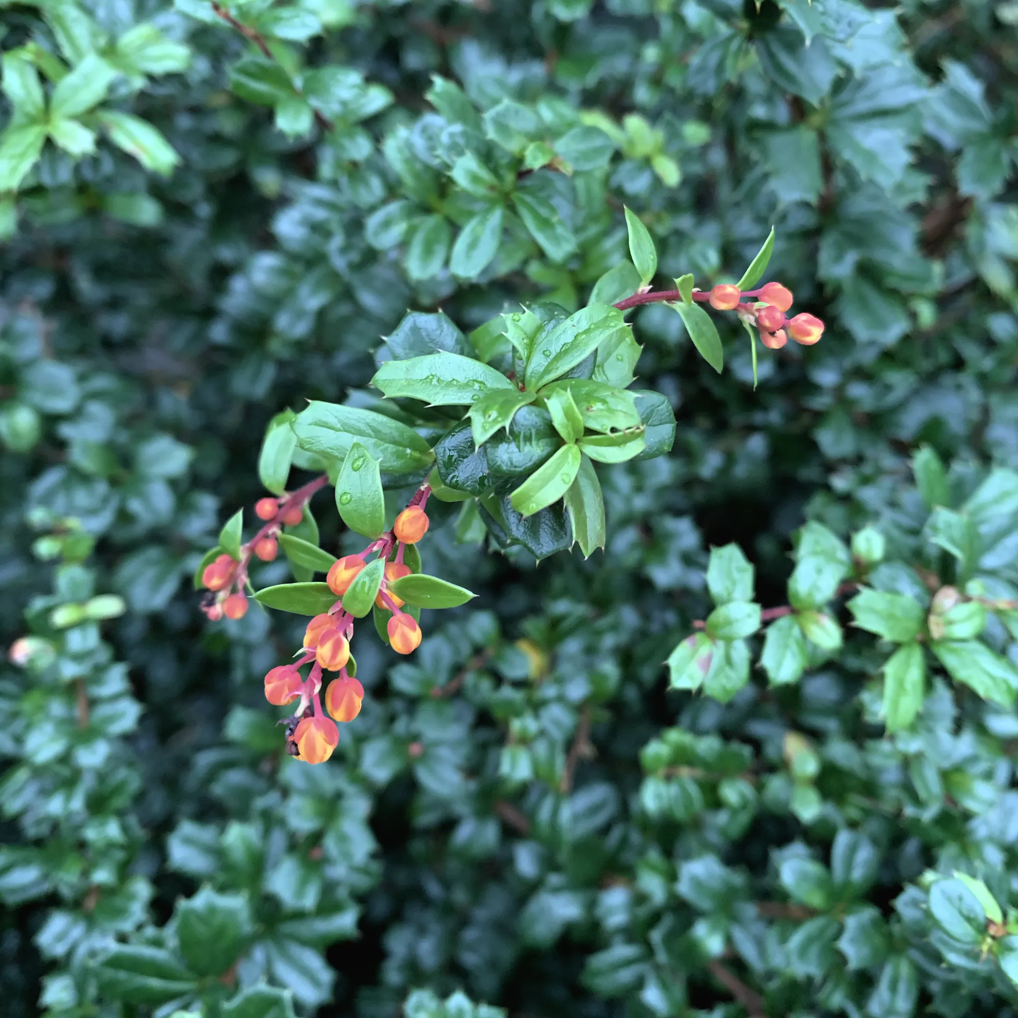 Orange-red flower buds hanging in small clusters from the arching stem of Berberis darwinii, a spiny dark evergreen.